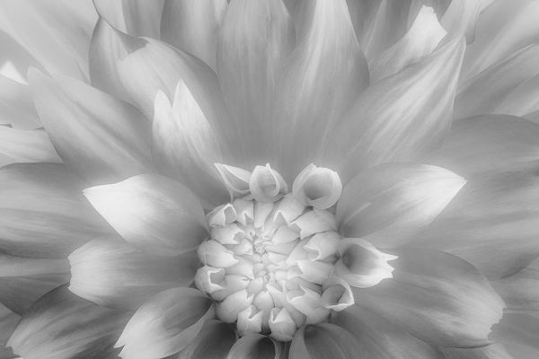 Jaynes Gallery 아티스트의 USA-Washington State-Seabeck Dahlia close-up in black and white작품입니다.